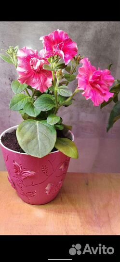 Петуния в горшках