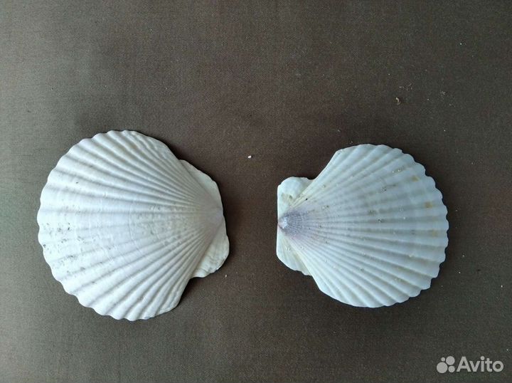 Ракушки с Японского моря