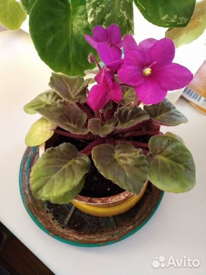 Фиалки цветущие в горшке