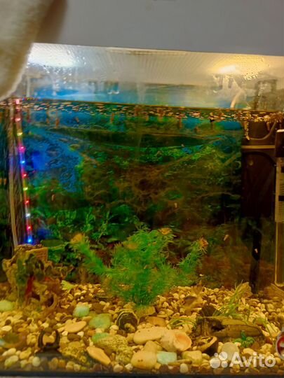 Аквариум