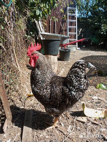 Петухи породы доминант молодой