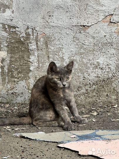 Котята уличные