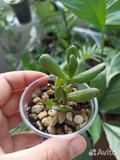 Эчеверия, эхеверия, крассула, хавортия