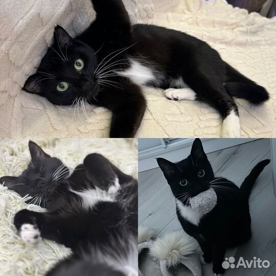 Кошечка