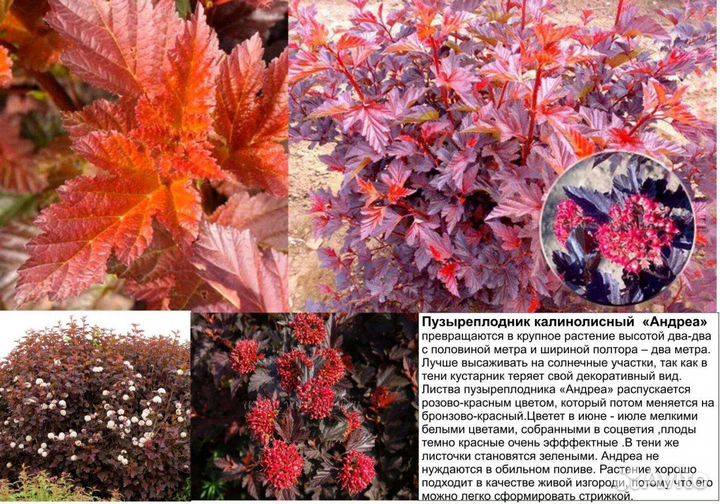 Пузыреплодники