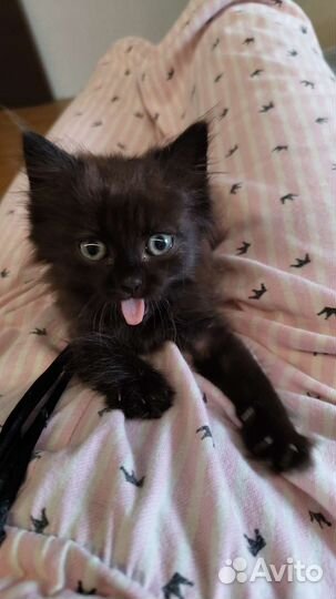 Котенок в добрые руки