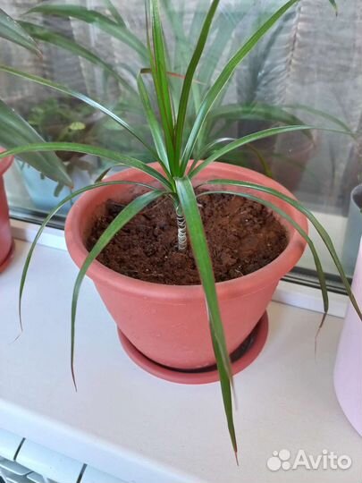 Драцена маргината пальма новая