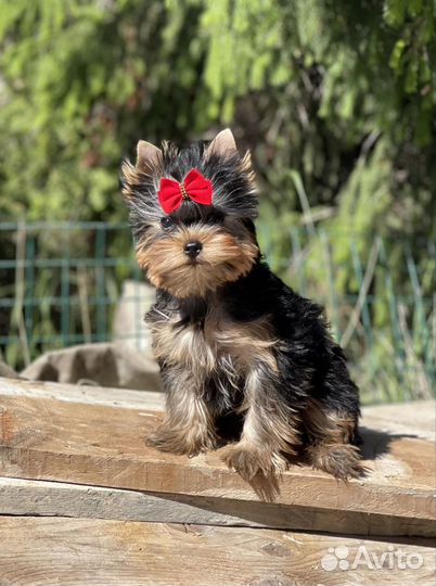 Йоркширский терьер