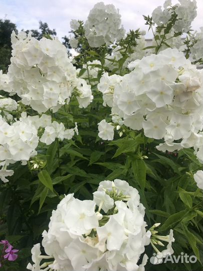 Флоксы,ромашка садовая