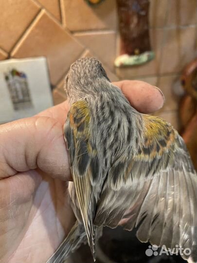 Канарейки самки