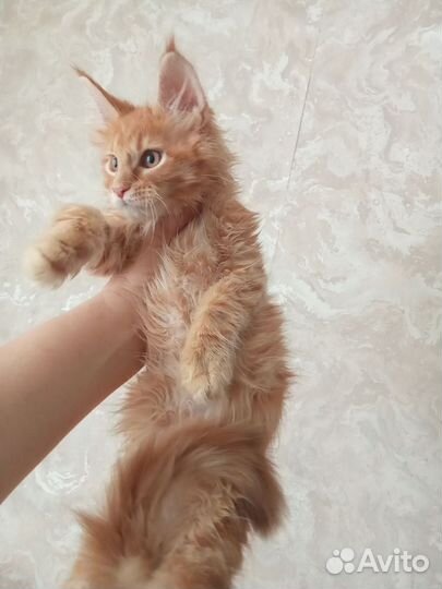 Котята мейн-кун