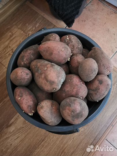 Продам картофель домашний