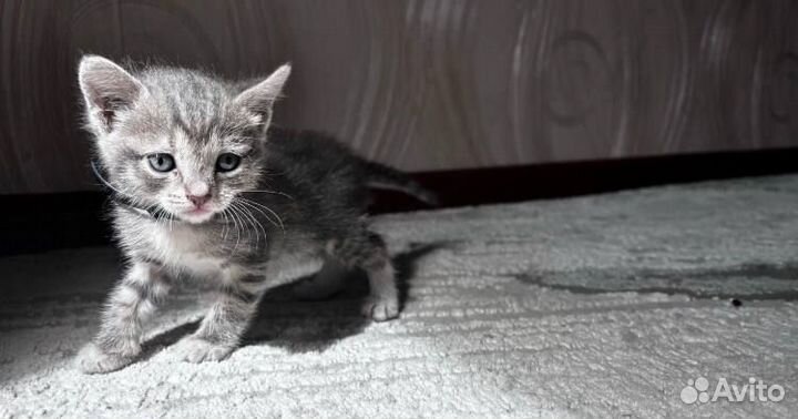 Котенок в добрые руки