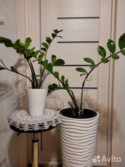 Комнатные растения цветы