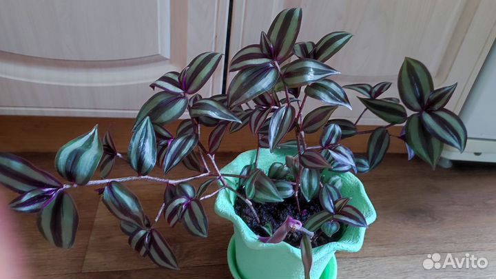 Традесканция зебрина