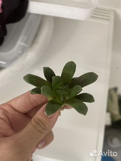Суккуленты(хавортии)