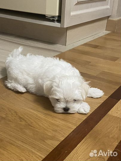 Щенки мальтийской болонки mini Maltese baby face