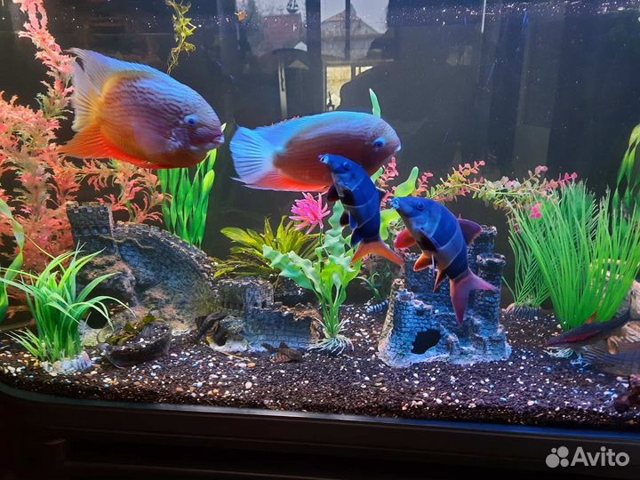 Аквариум - торпеда надежной фирмы 