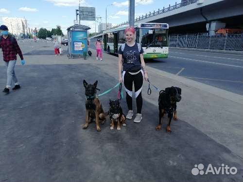 Дрессировка выгул и передержка