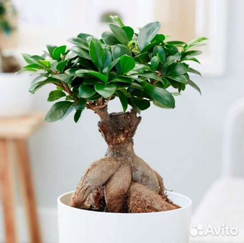 Фикус бансай