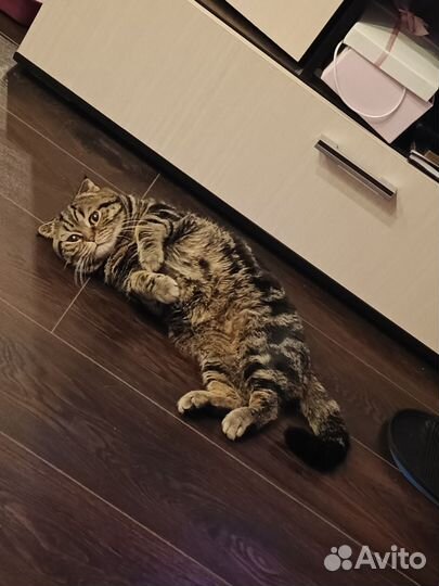 Котик вязка