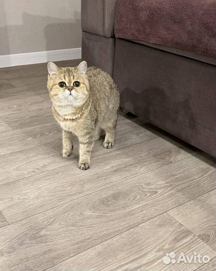 Британская кошка вязка