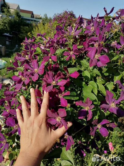 Многолетние цветы и кустарники