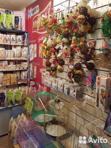 Попугай неразлучники