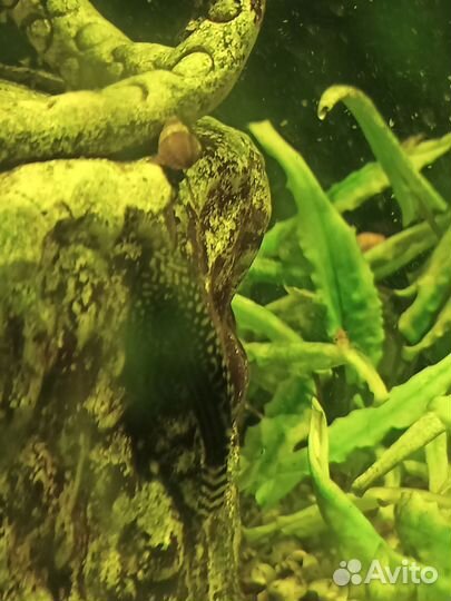 Аквариумные рыбки