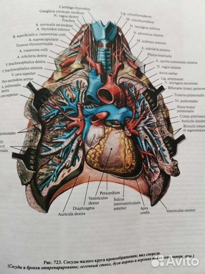 Анатомия человека Синельников 4 тома