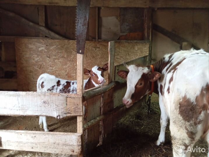 Корова дойная с теленком 3шт