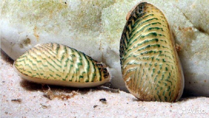 Мидия Криспата (арт. 9082)