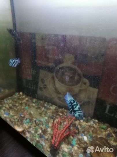 Рыбка сапфировый попугай