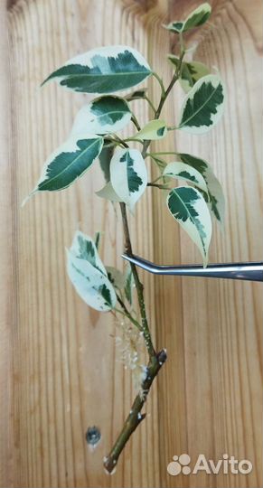 Фикус Бенджамина