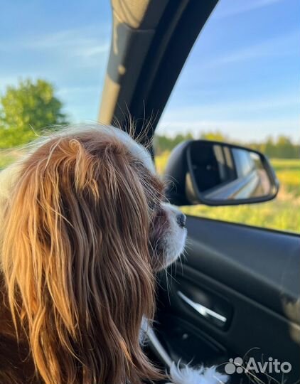 Девочка кавалер кинг чарльз спаниель вязка