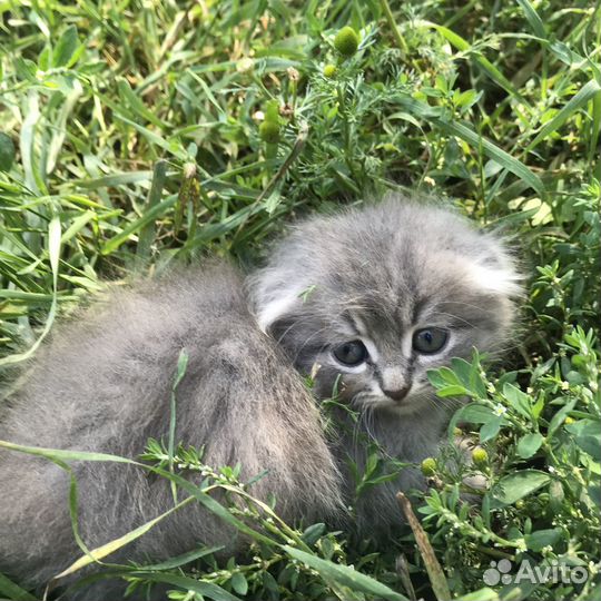 Отдам котят