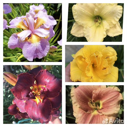 Лилейники почтой/ ирис