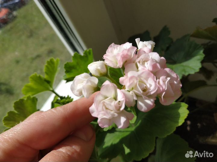 Пеларгонии сортовые