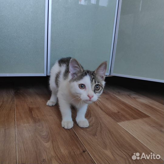 Котик 2-3 месяца в добрые руки