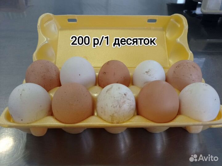 Домашние куриные яйца