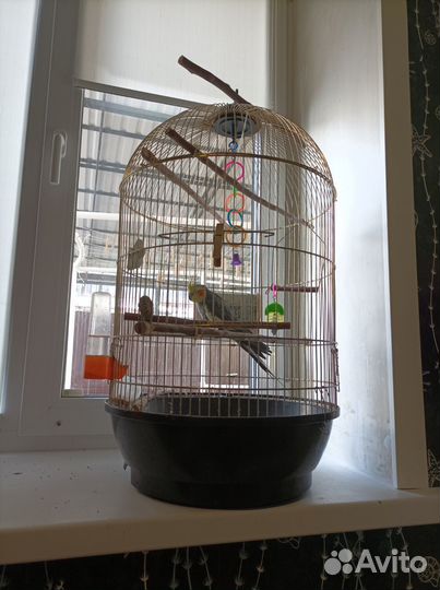 Попугай корелла с клеткой