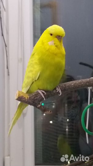 Волнистые попугаи