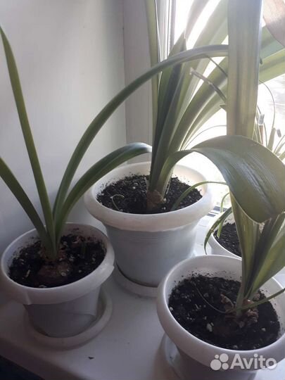 Гиппиаструмы