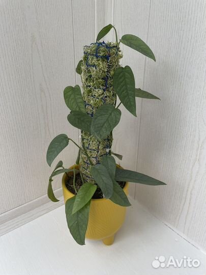 Тотем (опора) для растений