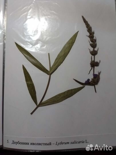 Гербарии без корней