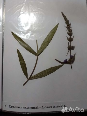 Гербарии без корней