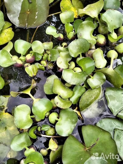 Растения для пруда