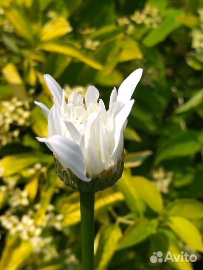 Нивяник многолетний (ромашка садовая)