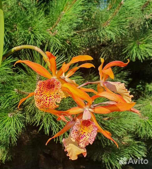 Каттлея Cattleya Walter Wolf, Franch Fox