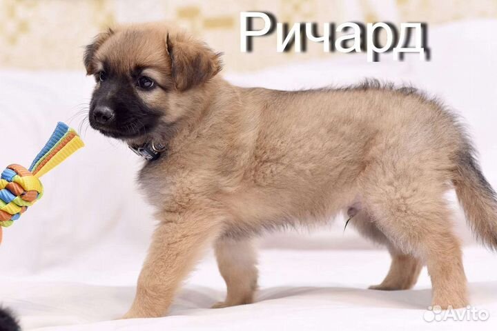 Щенки в добрые руки бесплатно